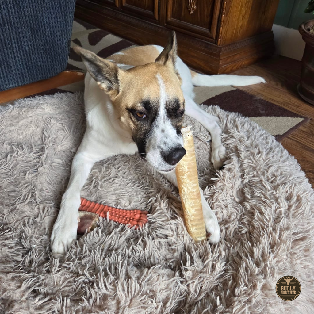 12 Inch Beef Trachea