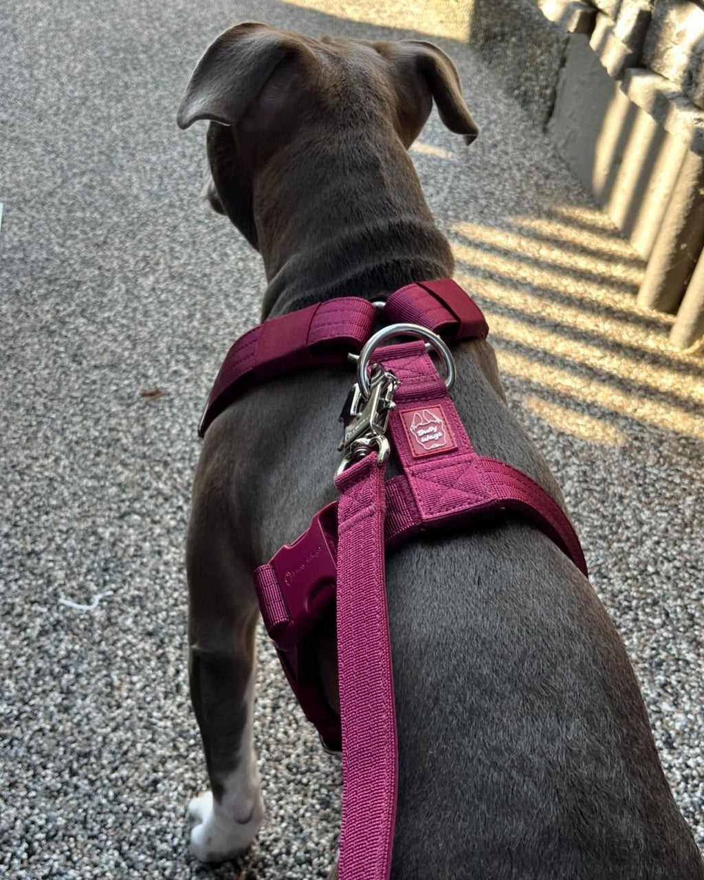 Y Strap Adventure Harness - Cherry Wine
